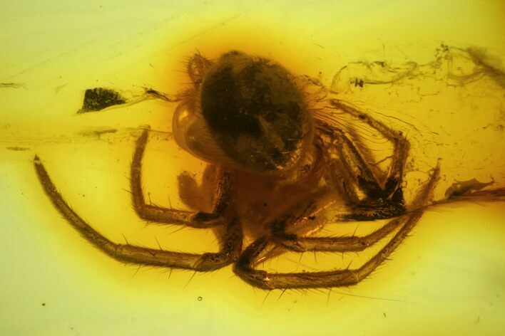 Detailed Fossil Spider (Araneae) in Baltic Amber #145466